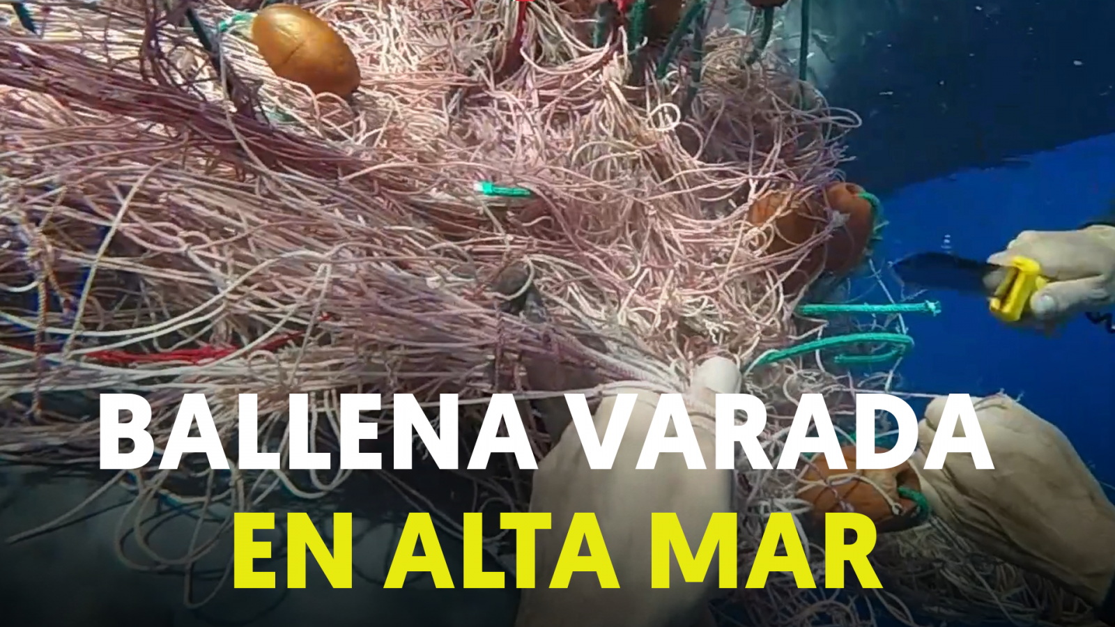 Rescate: Guardia costera libera a una ballena atrapada en redes