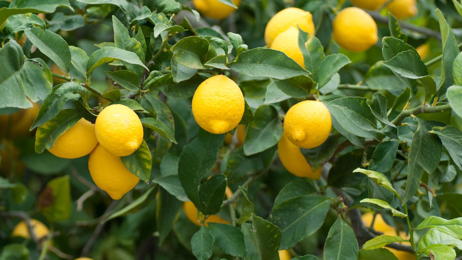 Aquí la tierra - 29/06/20 - ver ahora