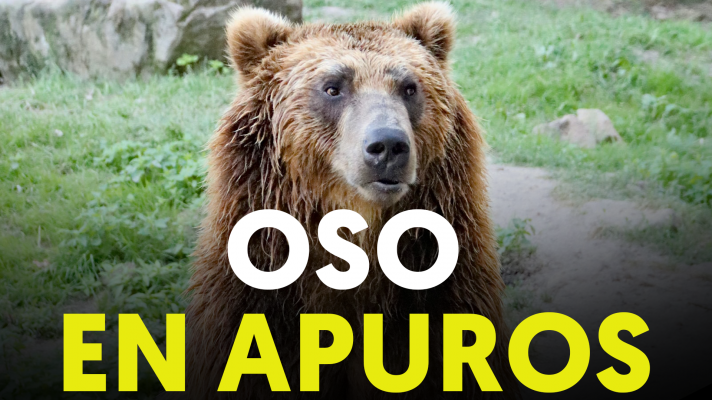 Una familia rescata a un oso de morir ahogado por los plásticos de un lago