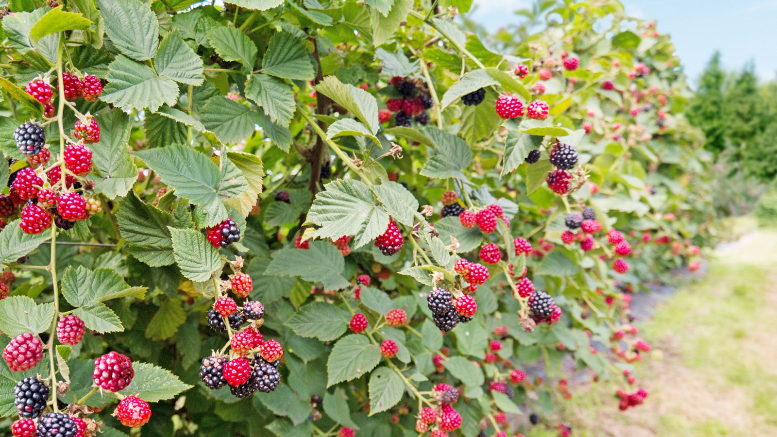 Aquí la Tierra - 01/07/20 - ver ahora