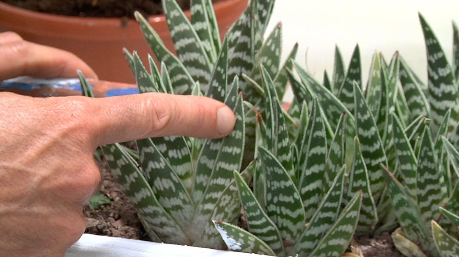 ¡Plantas con características muy animales!