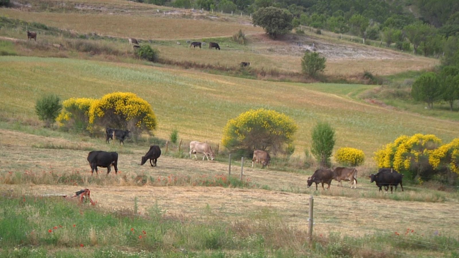 ¿Cómo funciona una lechería ecológica?