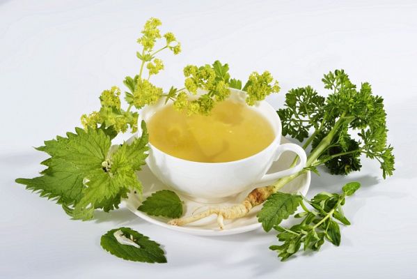 Aquí la Tierra - ¡Te enseñamos qué flora silvestre es comestible!