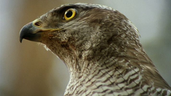 El hombre y la Tierra - El pirata de la espesura