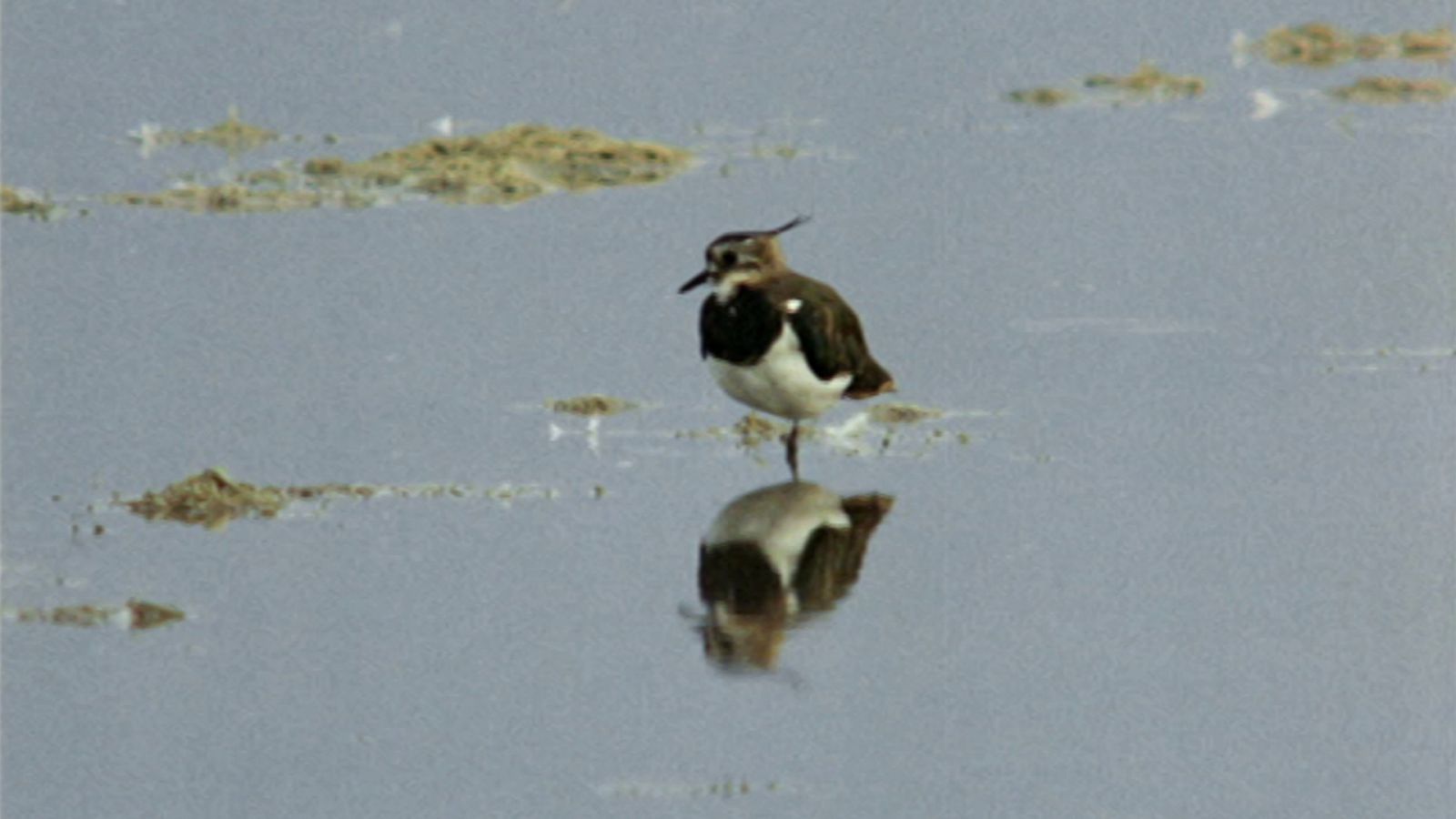 El hombre y la Tierra (Fauna ibérica) - Las tablas de Daimiel I - RTVE.es