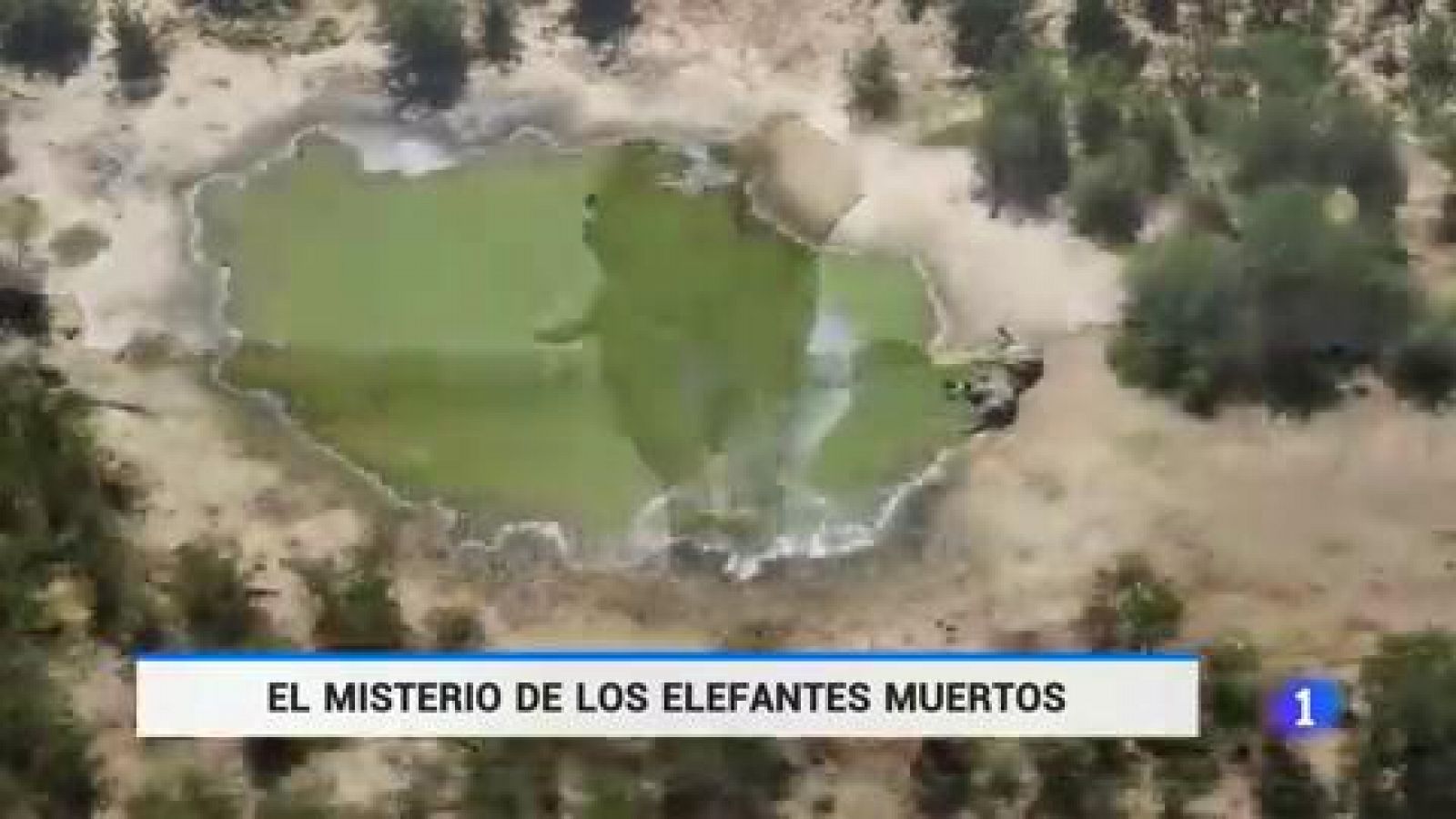 El misterio de los elefantes muertos en Botsuana