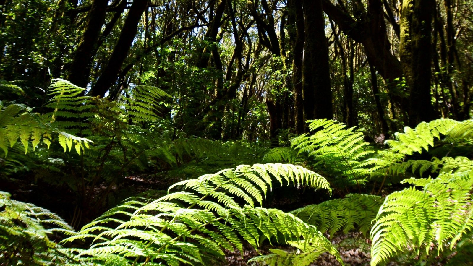 La vacuna de la naturaleza contra el coronavirus