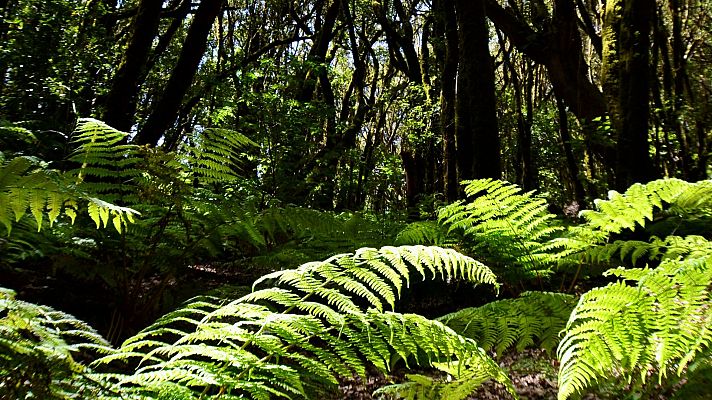 La vacuna de la naturaleza contra el coronavirus