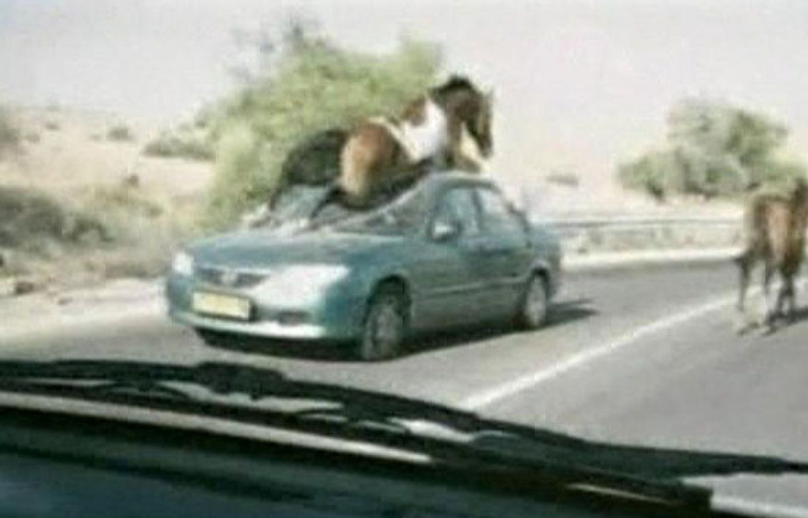 ¡Peligro! Caballo en la autopista