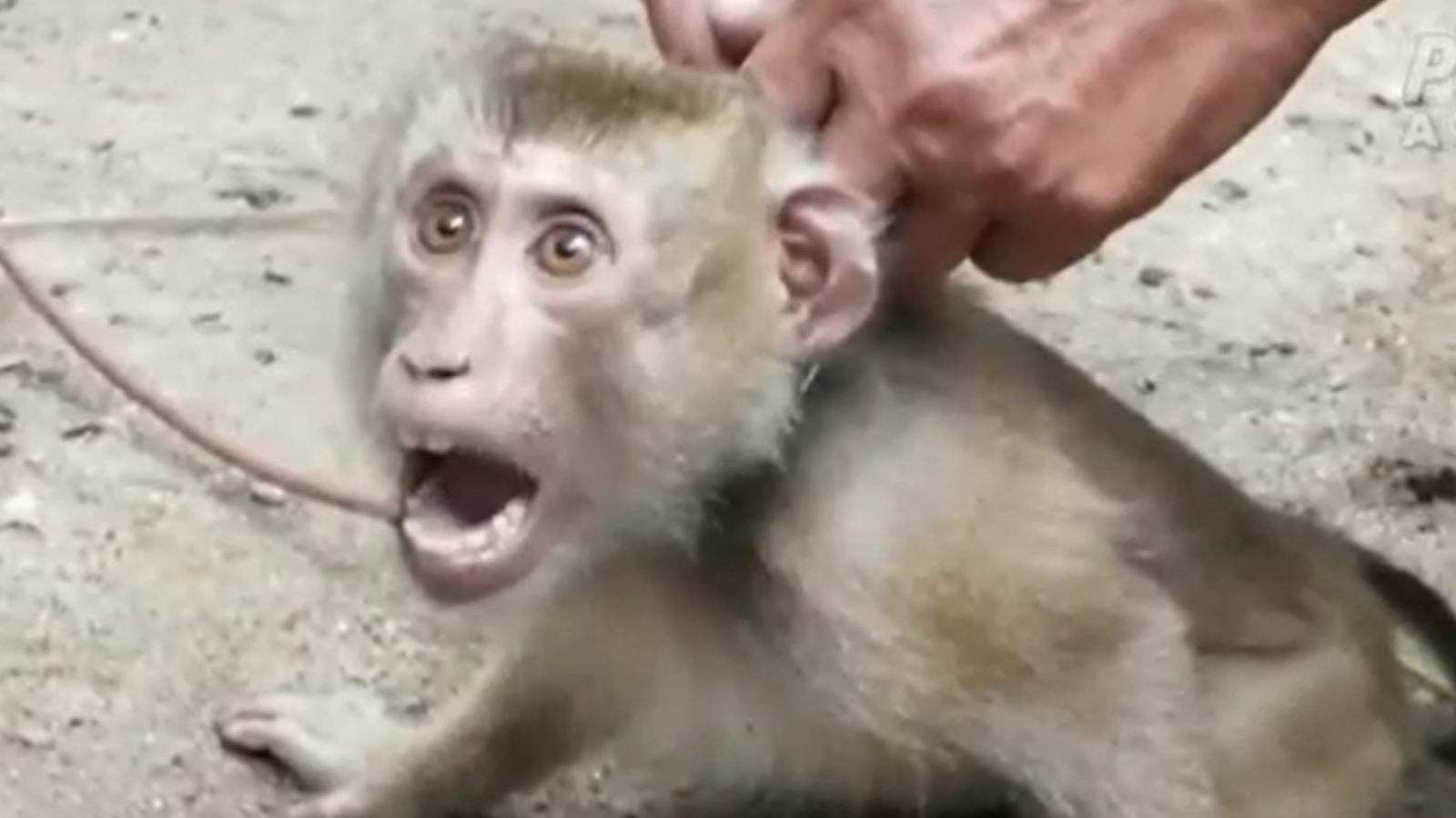 PETA denuncia la esclavitud de monos en la recolección de cocos en Tailandia - RTVE.es - La tarde en 24h | Ver