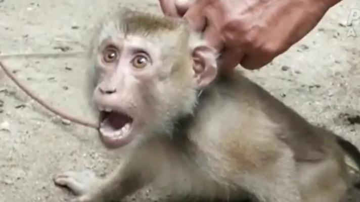 La tarde en 24h - Esclavitud de monos en la recigida de cocos