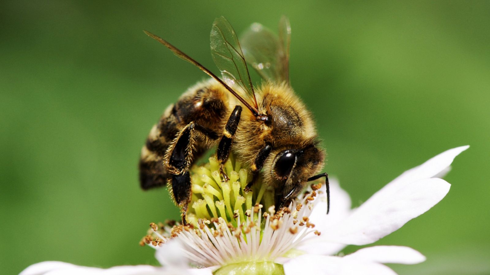 ¿Sabías que las abejas no perciben el color de la flora como nosotros?