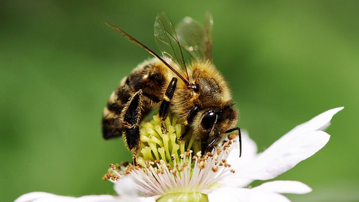 ¿Sabías que las abejas no perciben el color de las flores?