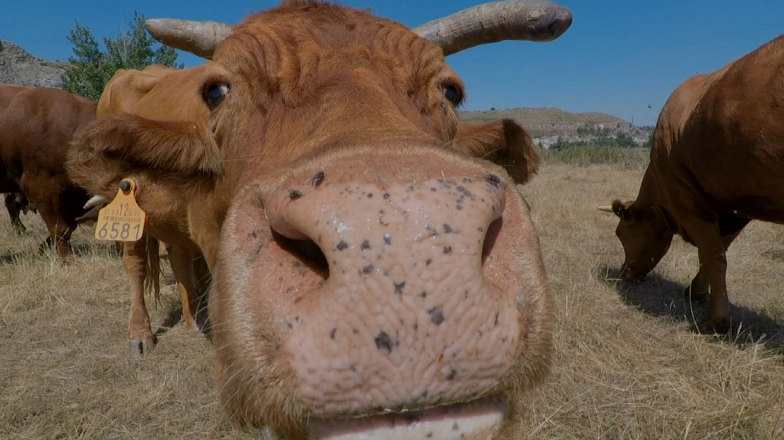 ¡Unas vacas muy bien cuidadas! - RTVE.es