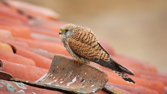 Aquí la Tierra - ONG Grefa: la recuperación y proliferación de las aves