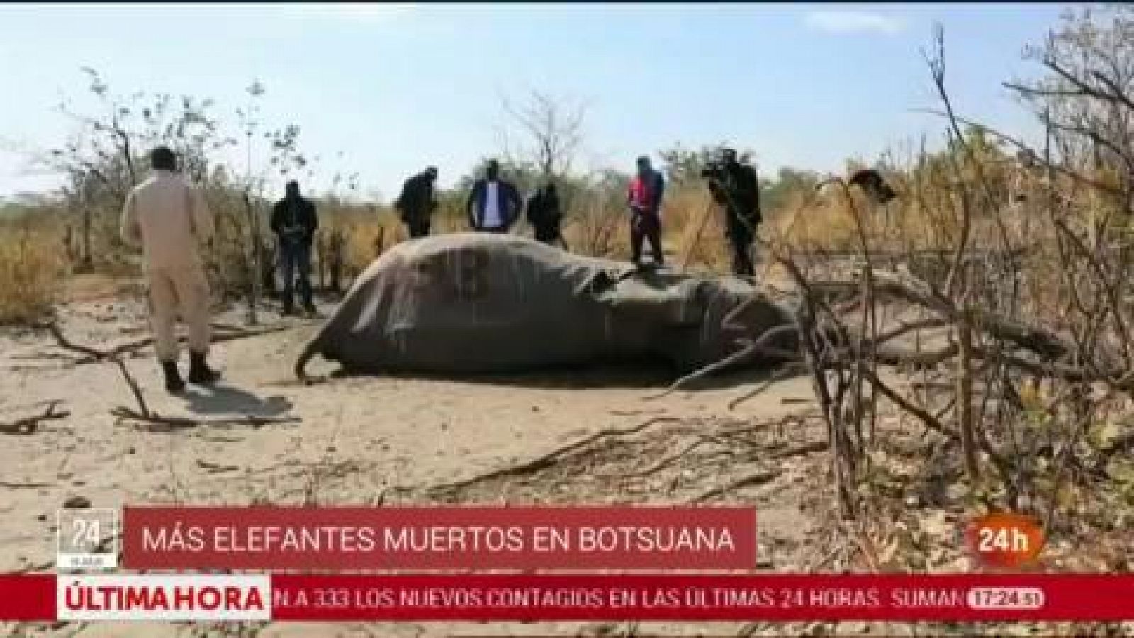 La muerte de cientos de elefantes en Botsuana podría deberse a una neurotoxina - RTVE.es