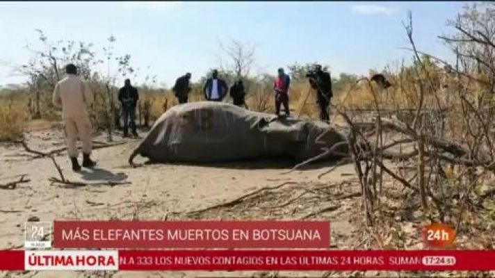 La muerte de cientos de elefantes en Botsuana podría deberse a una neurotoxina
