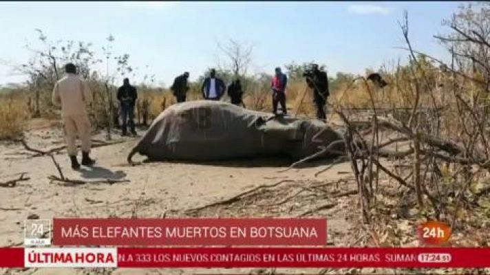Informativo 24h - La muerte de cientos de elefantes en Botsuana podría deberse a una neurotoxina