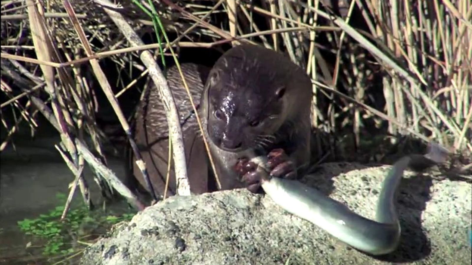 El hombre y la Tierra (Fauna ibérica) - Las tablas de Daimiel II - RTVE.es - El hombre y la Tierra | Ver