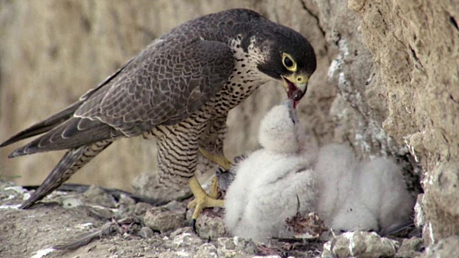 El hombre y la Tierra (Fauna ibérica) - El proyectil viviente - RTVE.es