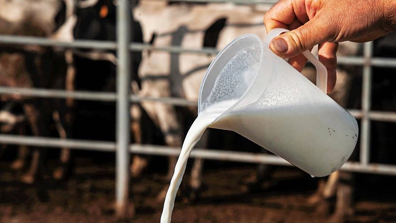 Baja el precio del cereal y la leche debido a los excedentes acumulados