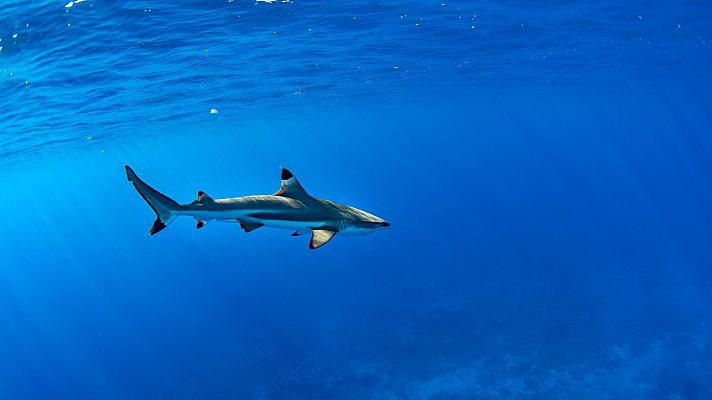 WWF denuncia que más de la mitad de las especies de tiburones y rayas del Mediterráneo están amenazadas