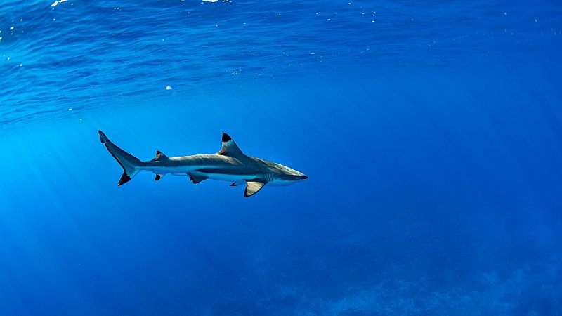 WWF denuncia que más de la mitad de las especies de tiburones y rayas del Mediterráneo están amenazadas