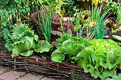 Aquí la Tierra - ¡Vinagretas de todos los sabores con lechugas de la huerta!