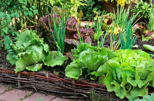 Aquí la Tierra - ¡Vinagretas de todos los sabores con lechugas de la huerta!