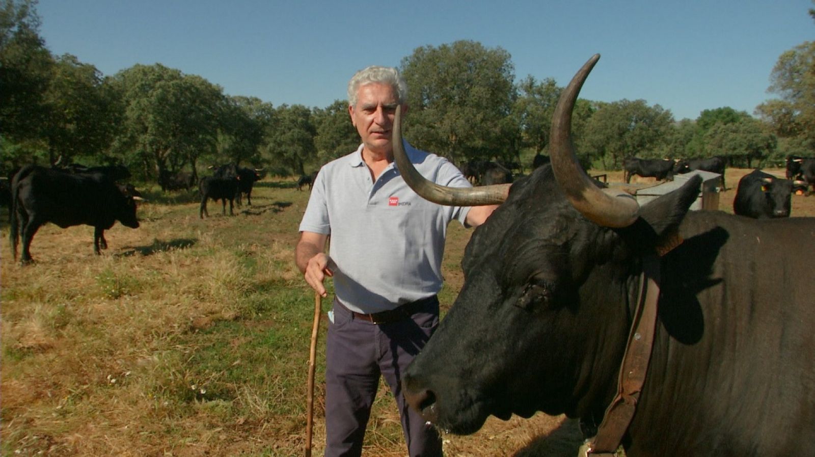 La vaca avileña ibérica: nos la presentan en las praderas de Madrid