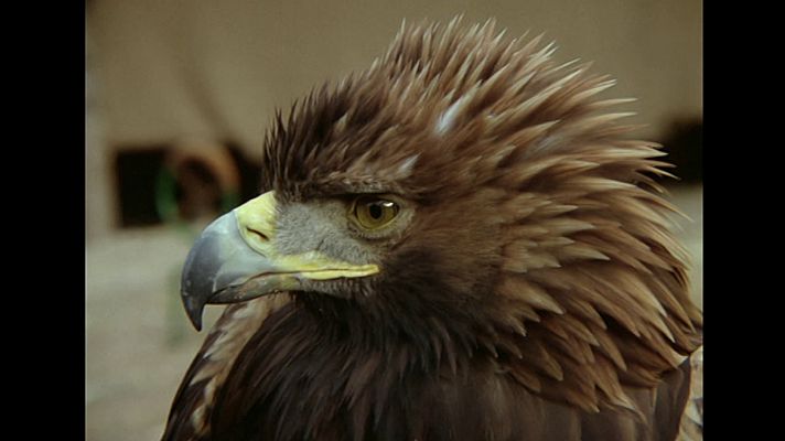 El hombre y la Tierra - El valle de las águilas
