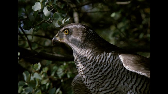 El hombre y la Tierra - Taiga, el azor