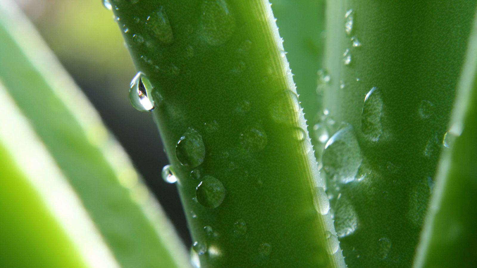 Aquí la Tierra - 21/07/20 - ver ahora