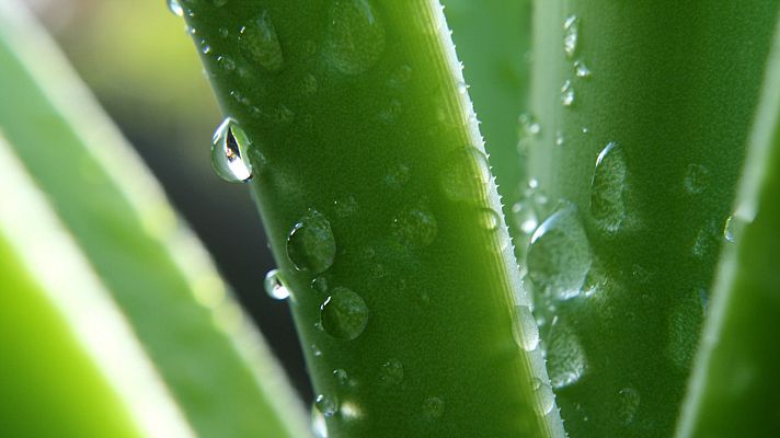 Aquí la Tierra - Aquí la Tierra - 21/07/20