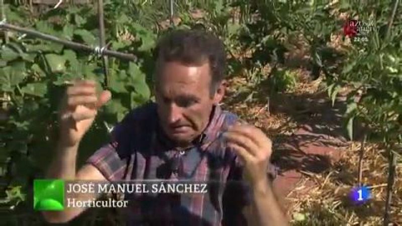 Aqu la Tierra - Cul es el secreto del cultivo del pepino? Te lo contamos en la huerta de Aqu la Tierra!