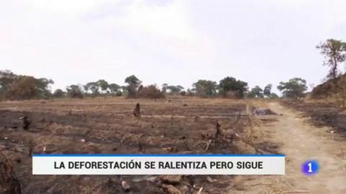 Telediario 1 - La FAO advierte de que la deforestación no se ralentiza al ritmo suficiente para salvar el planeta