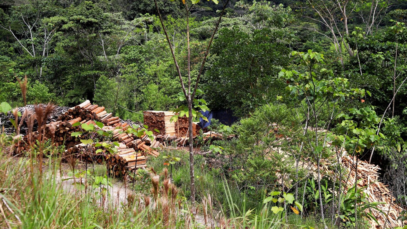 La FAO advierte de que la deforestación no se ralentiza al ritmo suficiente para salvar el planeta