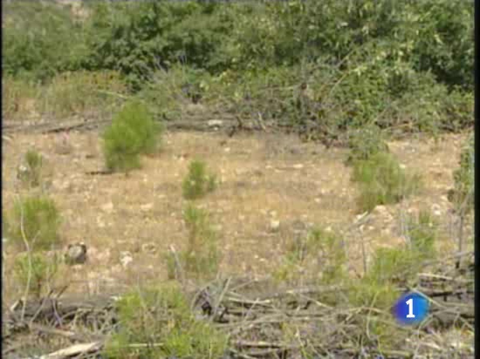 Usar los residuos forestales para producir energía ayuda a evitar los incendios.