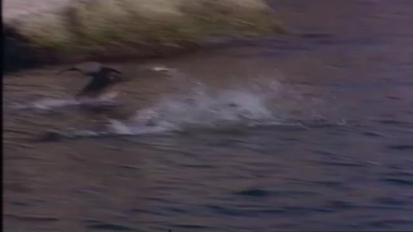 Arxiu TVE Catalunya - L'Odissea - La gespa contra el cel, de Joan Perucho