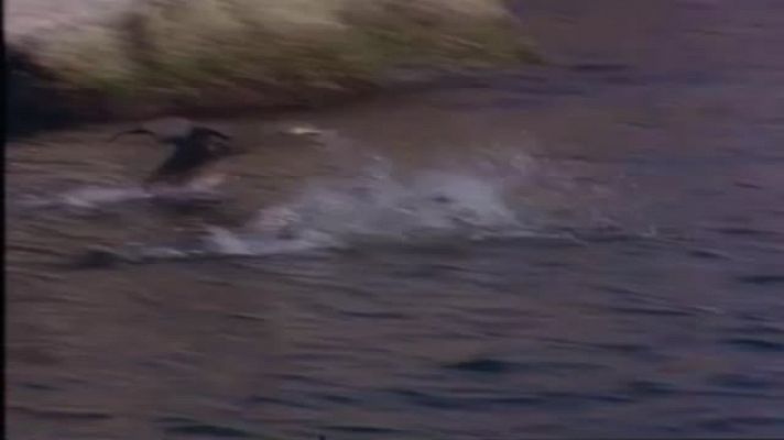 L'Odissea - La gespa contra el cel, de Joan Perucho