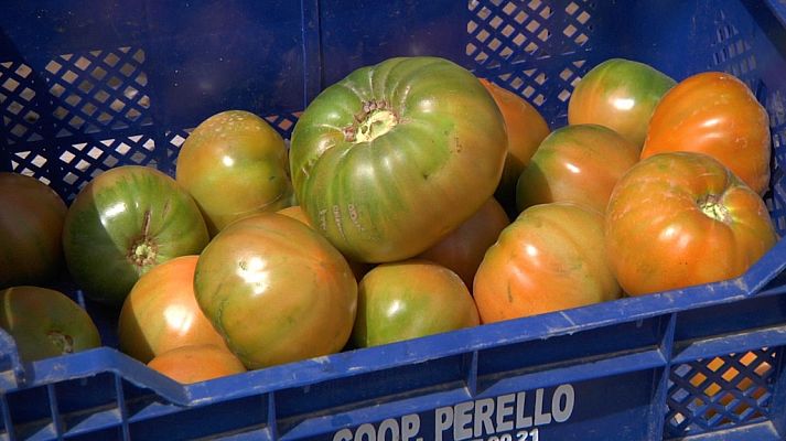 ¡El tomate de El Perelló se cultiva en arena de playa!