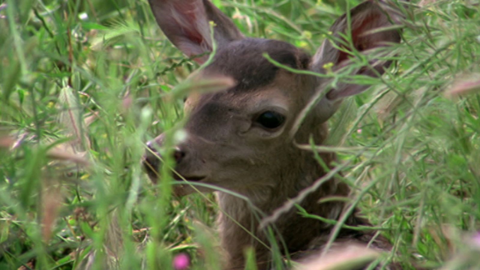 El hombre y la Tierra (Fauna ibérica) - El cervatillo, 1 - RTVE.es