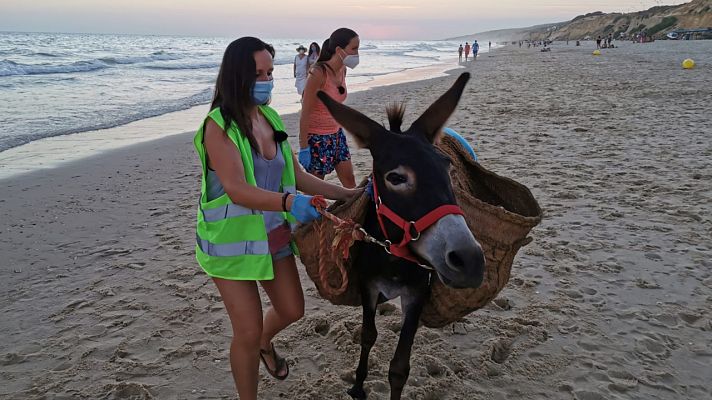 Los burros limpiacostas de la playa de Matalascañas