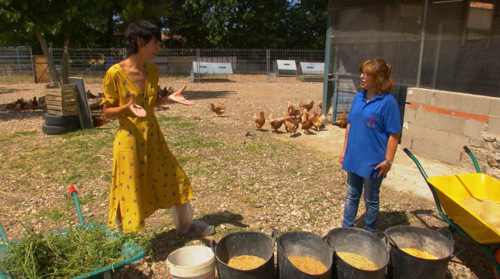 Aquí la Tierra - Gallinas muy bien alimentadas en Carrascosa de Haro