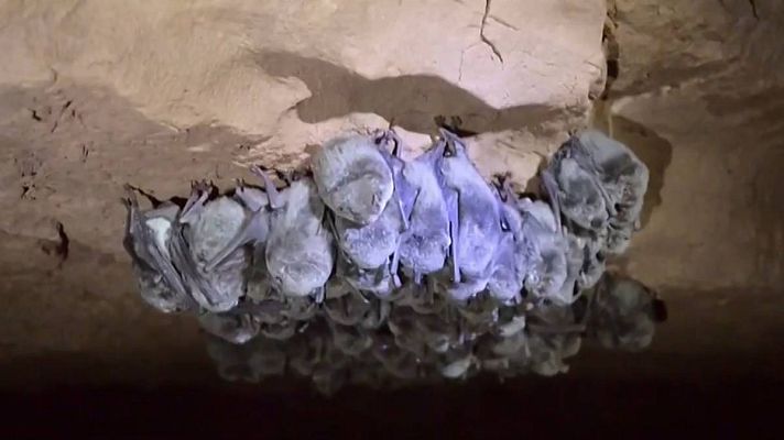 Telediario 1 - Un estudio revela que el COVID-19 lleva décadas circulando entre murciélagos