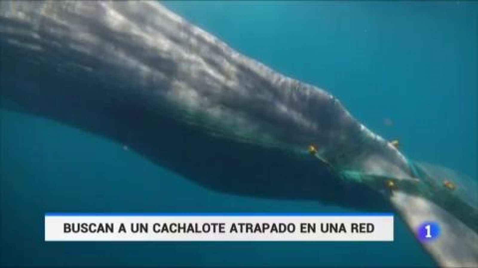 Buscan en el Estrecho de Gibraltar a Toño, un cachalote atrapado en una red