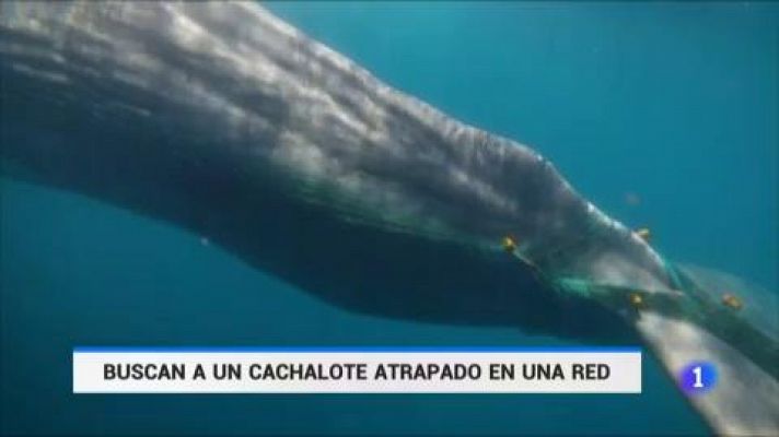 Buscan en el Estrecho a Toño, un cachalote atrapado en una red