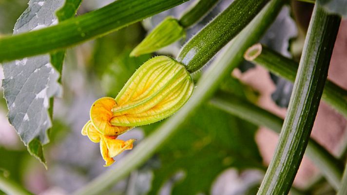 Las flores del calabacín y del pepino son comestibles