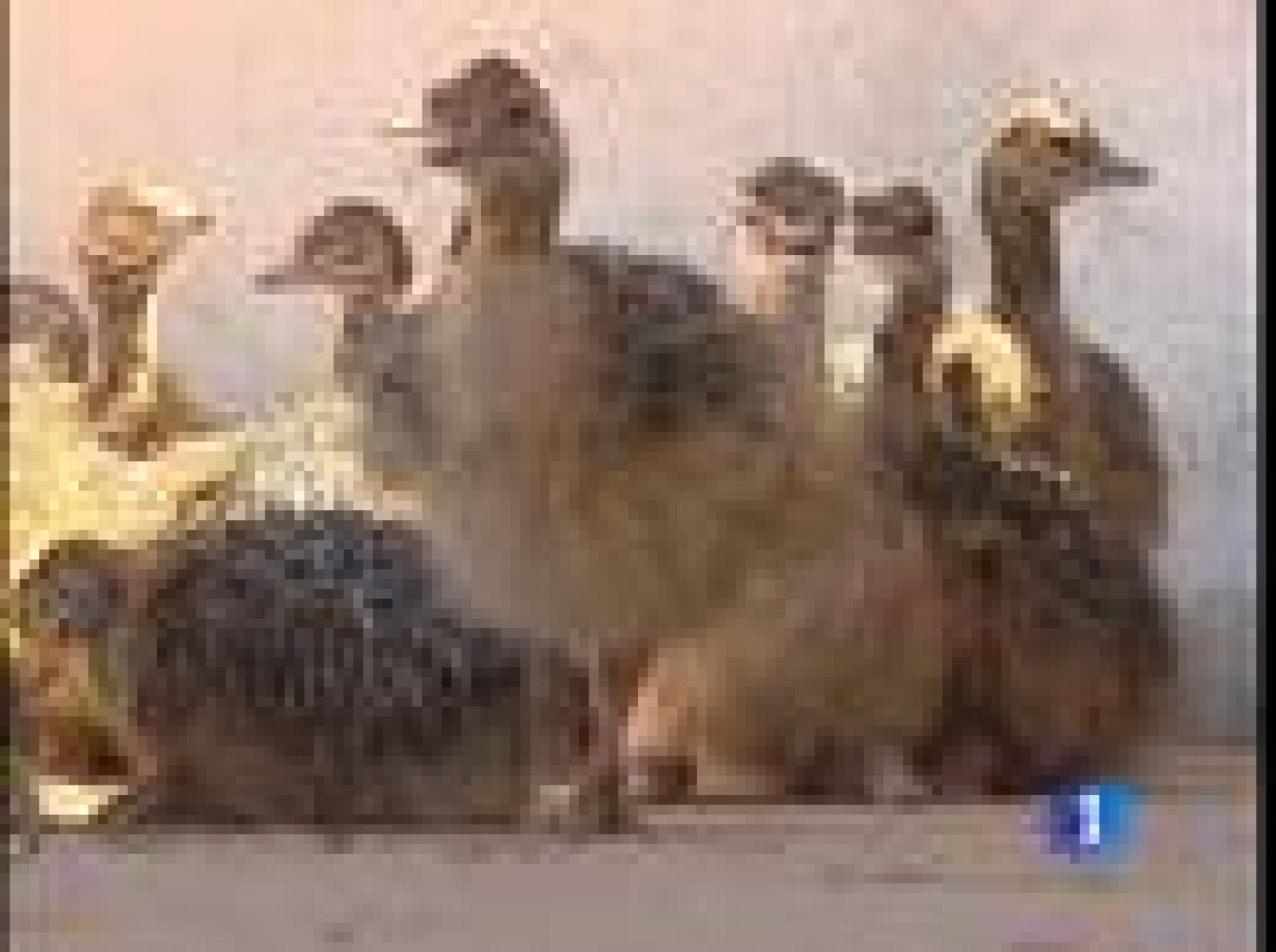 Sin programa: La carne de avestruz está de moda | RTVE Play