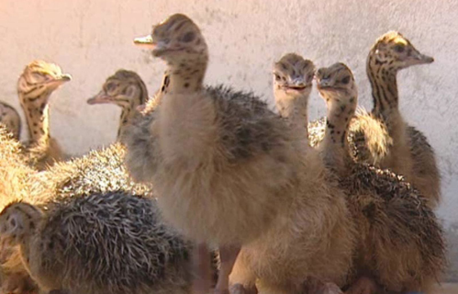 La carne de avestruz está de moda, es sana y muy cara | Ver